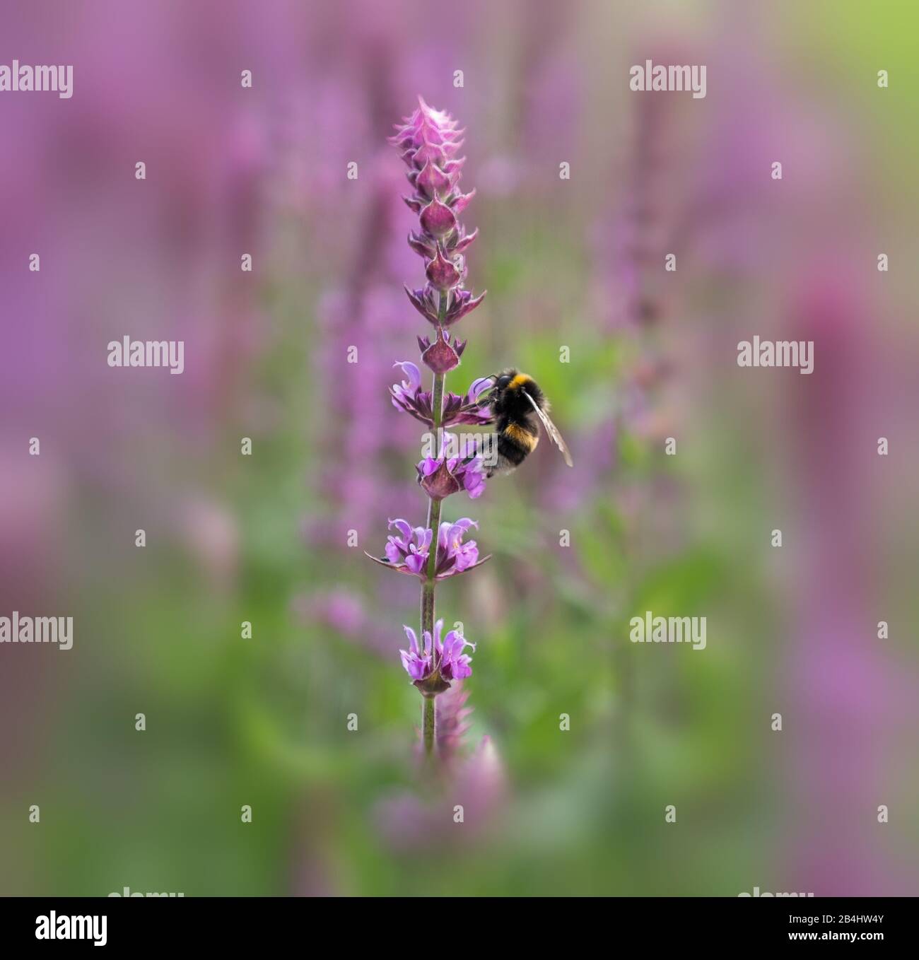 Biene an einem Lavendelstrauch Stockfoto