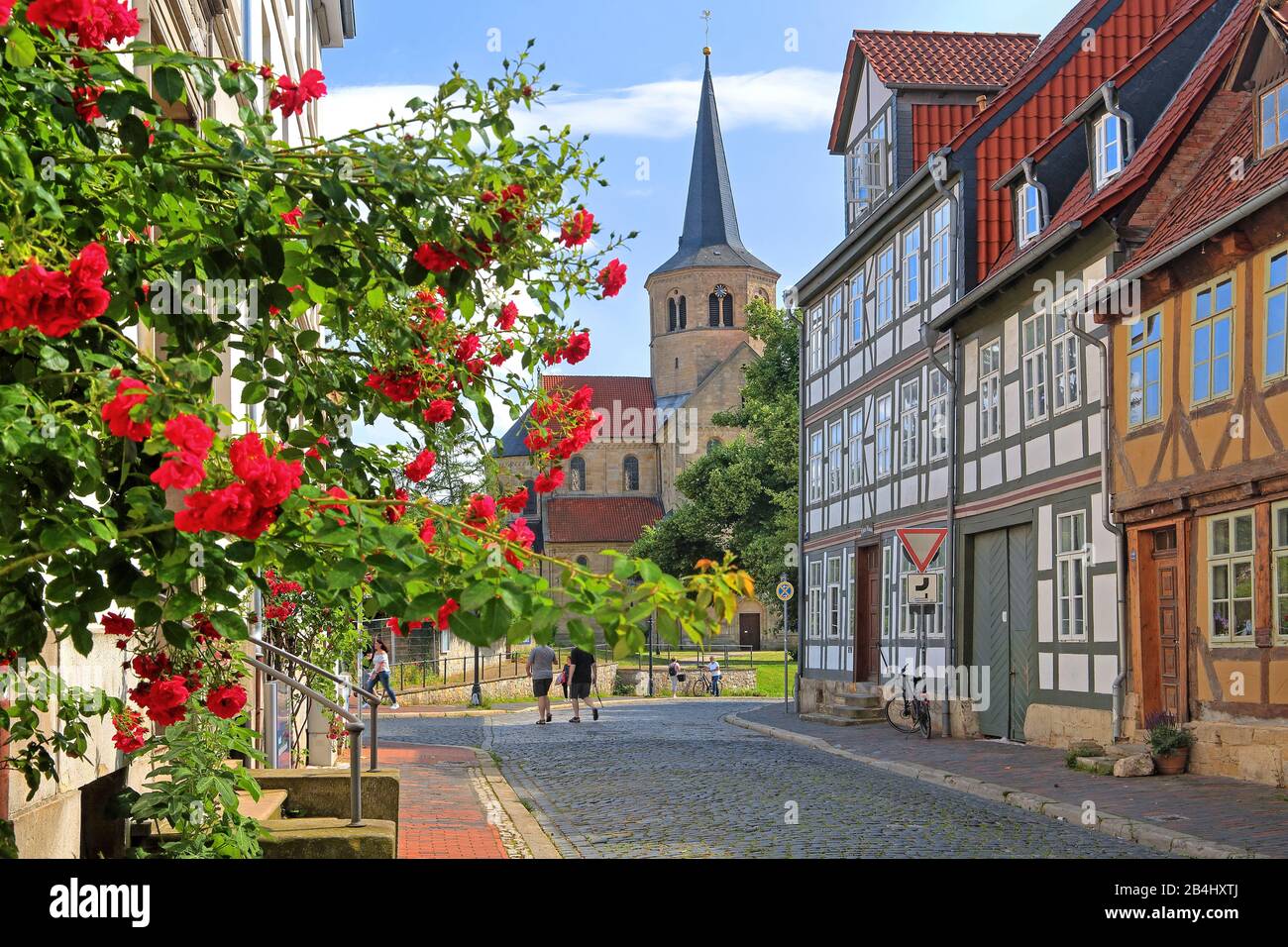 Rosenblüte im Fachwerkviertel mit der St. Godehard-Basilika, Hildesheim, Niedersachsen, Deutschland Stockfoto