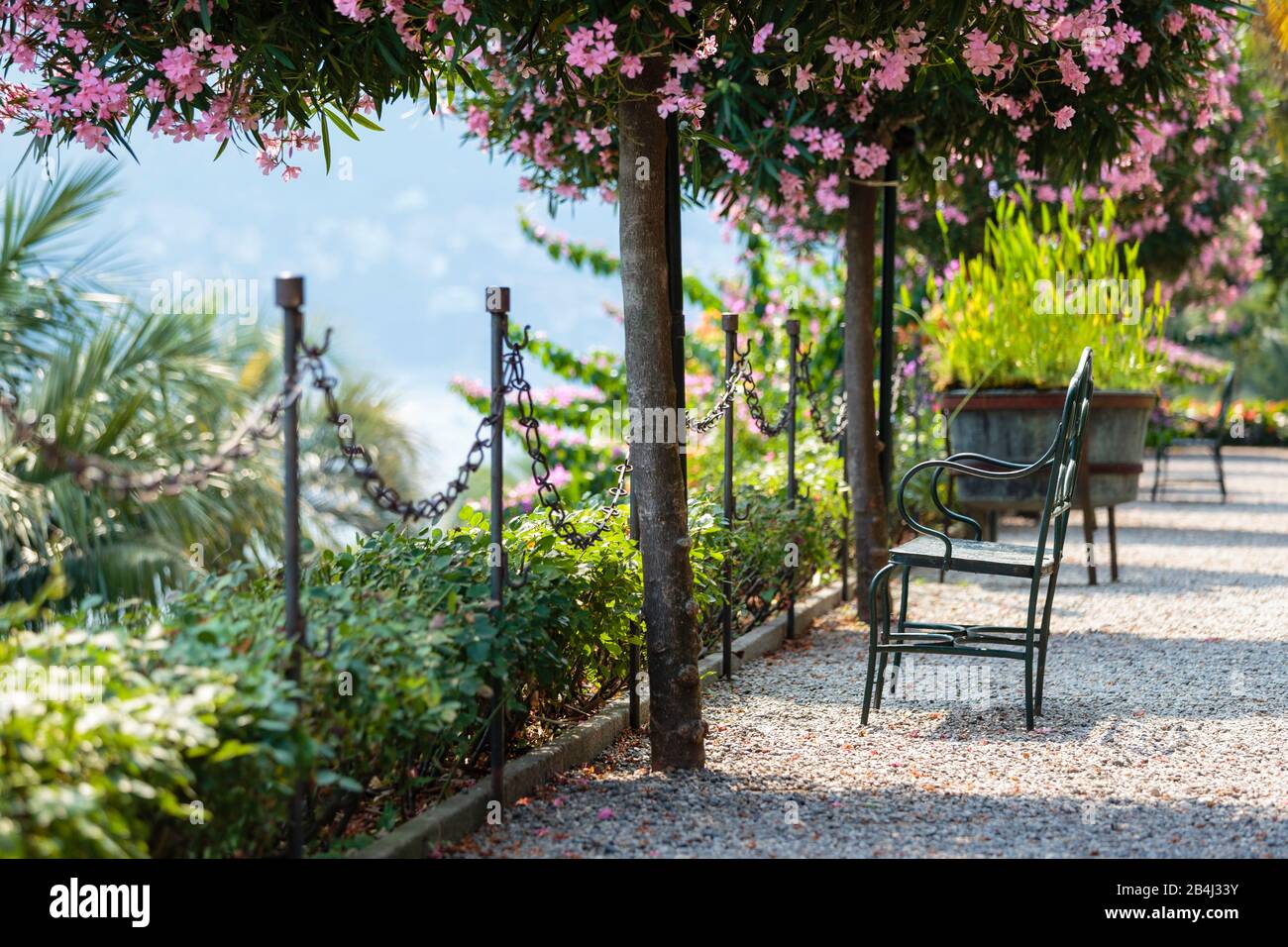 Europa, Italien, Piemont, Verbania. Die zu den Bäumen gezogenen Oleader (Nerium oleander) vor dem Pallazo Borromeo. Stockfoto