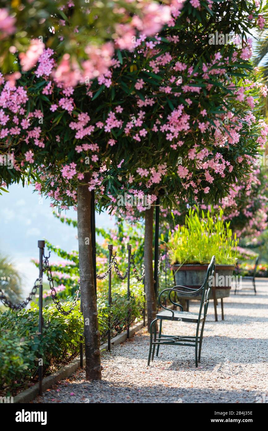 Europa, Italien, Piemont, Verbania. Die zu den Bäumen gezogenen Oleader (Nerium oleander) vor dem Pallazo Borromeo. Stockfoto