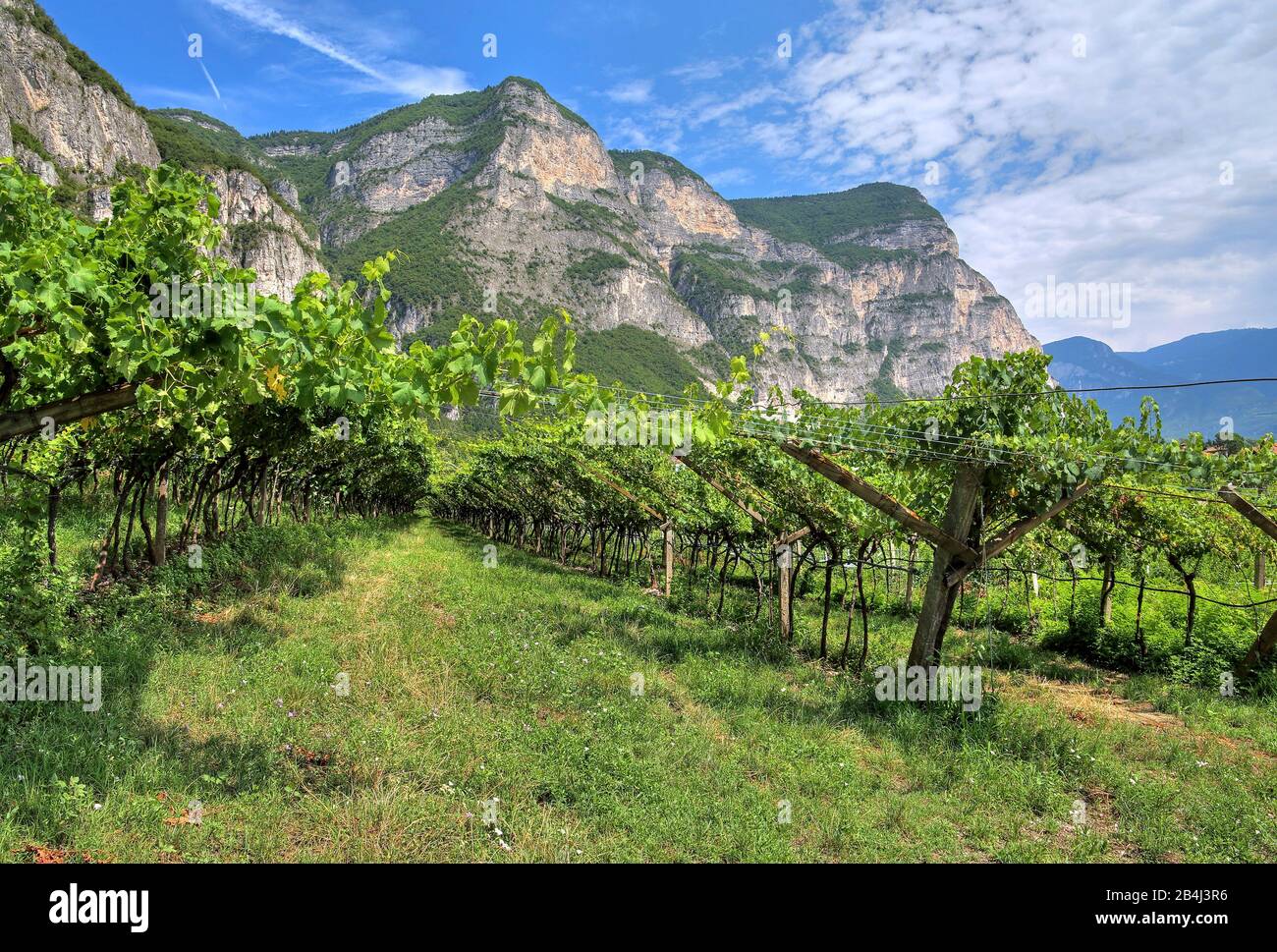 Weinberge unter steilen Klippen an der Trentiner Weinstraße im Etattal bei Rovere della Luna, Trentino, Südtirol, Italien Stockfoto