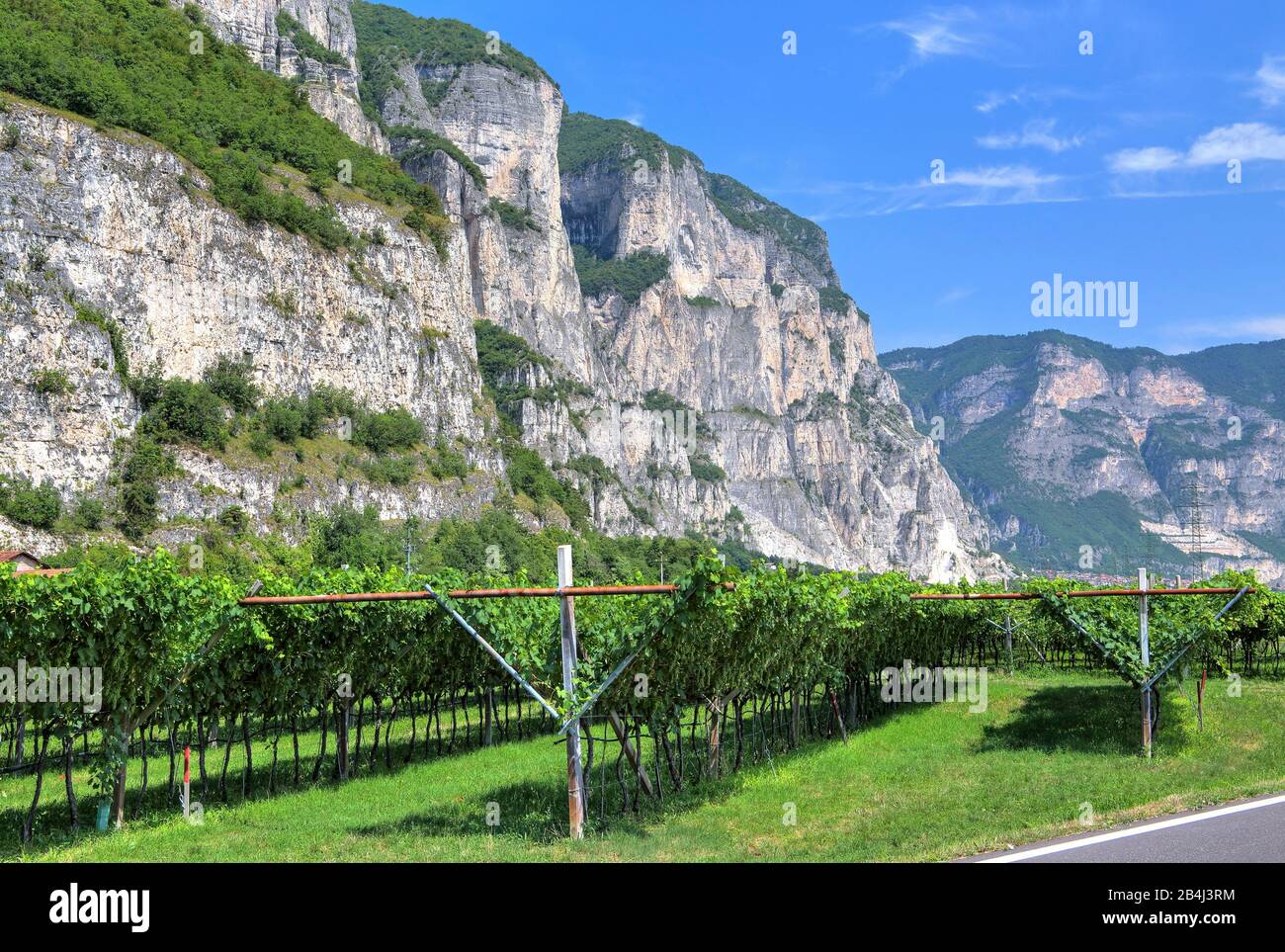 Weinberge unter steilen Klippen an der Trentiner Weinstraße im Etattal bei Rovere della Luna, Trentino, Südtirol, Italien Stockfoto