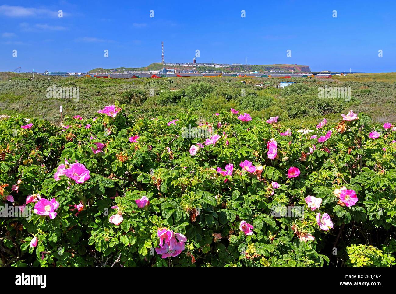 Strandrosen auf der Düne gegen die Hauptinsel, Helgoland, Helgoland Bay, Deutsche Bucht, Nordseeinsel, Nordsee, Schleswig-Holstein, Deutschland Stockfoto