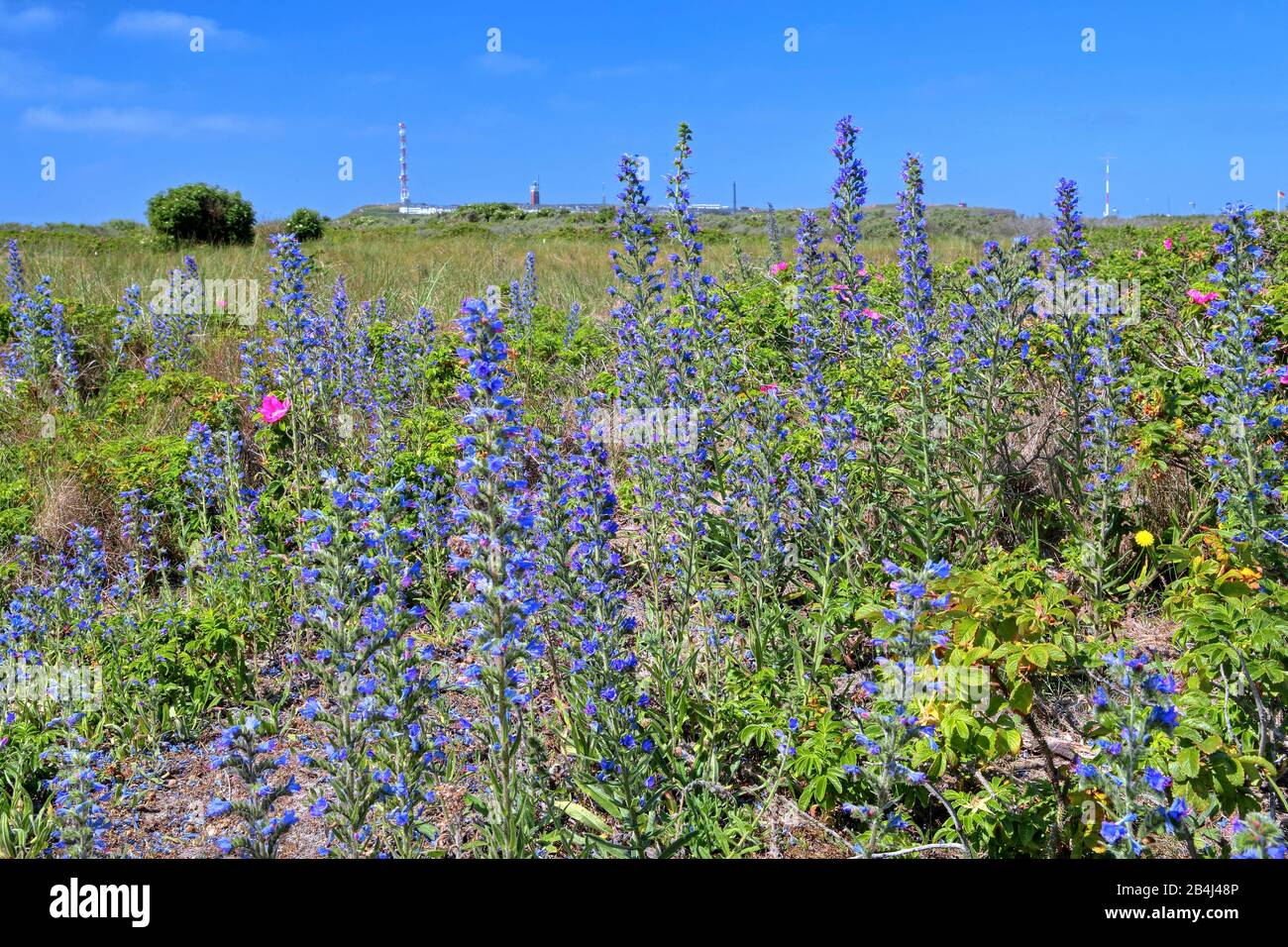 Wildblumen auf der Badedüne gegen die Hauptinsel Helgoland, Helgoländer Bucht, Deutsche Bucht, Nordseeinsel, Nordsee, Schleswig-Holstein, Deutschland Stockfoto