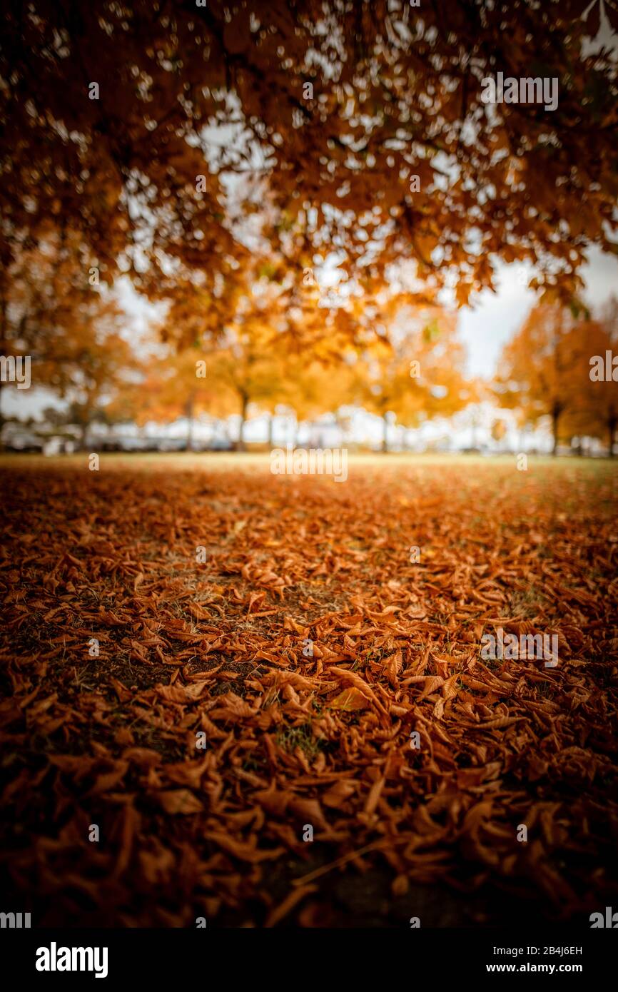 Herbstliche Stimmung durch braune Blätter am Boden im Wald bei einer Glade Stockfoto
