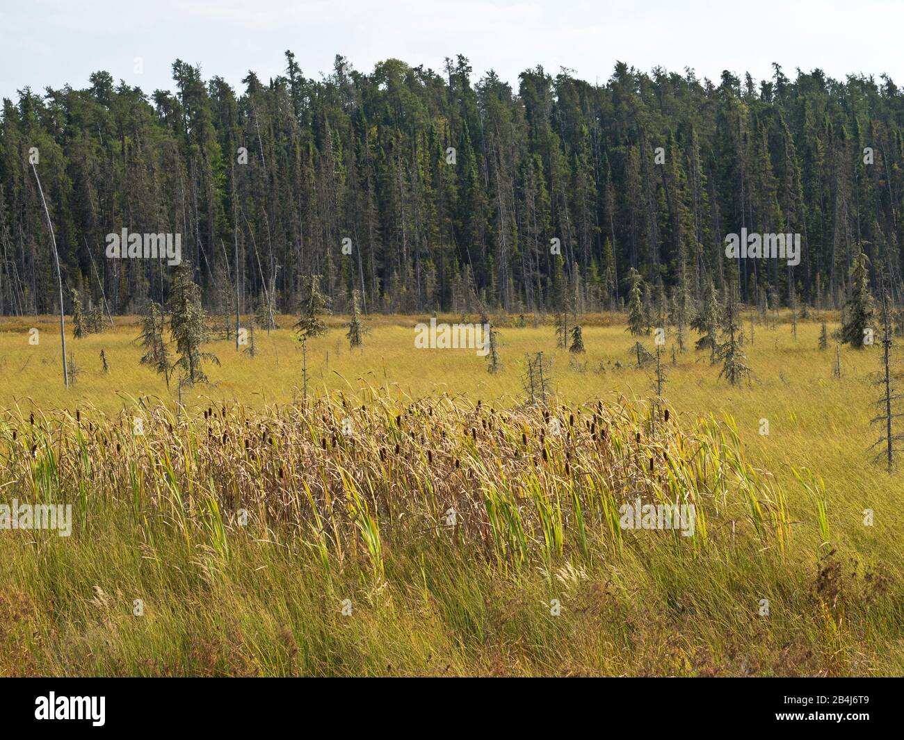 Algoma Region, Kanada, Nadelbäume, Landschaft, Sumpf, Natur, Natur, Ontario, Pflanzen, Wildnis Stockfoto