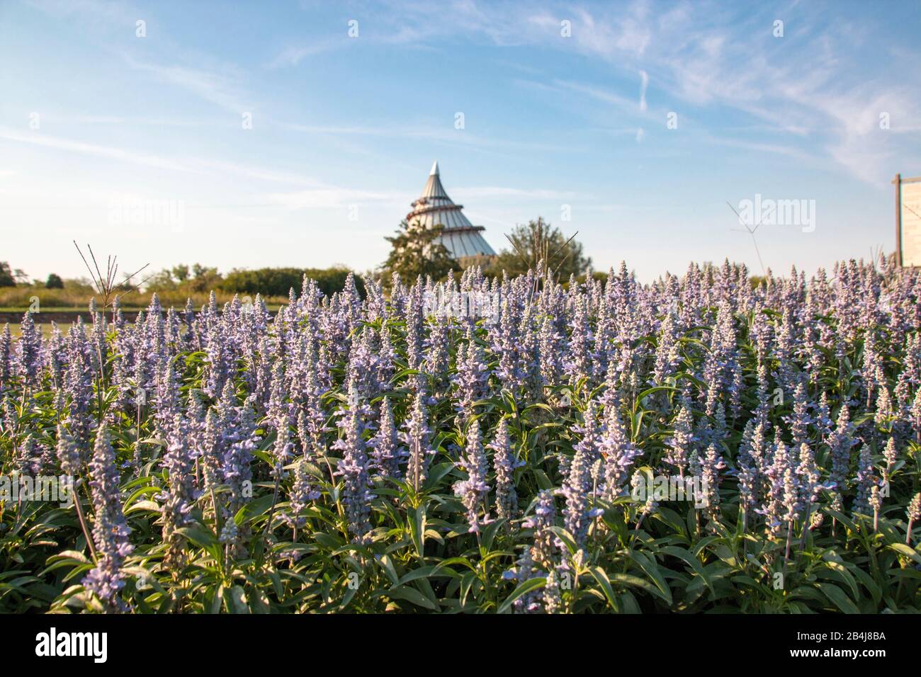 Deutschland, Sachsen-Anhalt, Magdeburg, Blick auf den Millenniumsturm mit Blumen im Vordergrund, Elbauenpark Magdeburg. Stockfoto