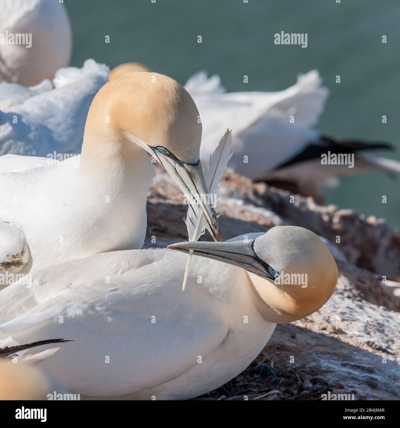 Nordsee - Gannets auf Helgoland Stockfoto