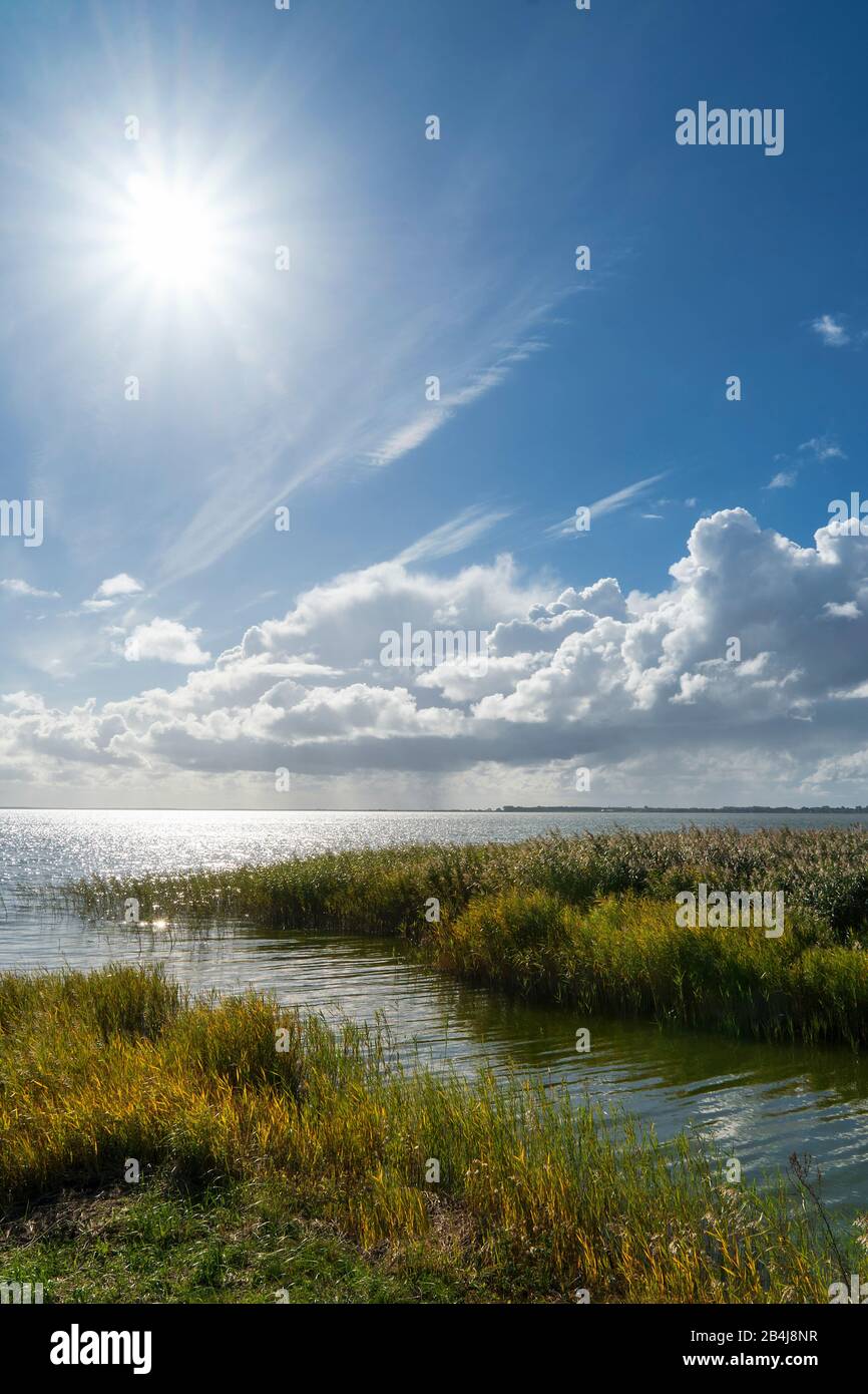 Fischland, Darß, Saaler Bodden, Schilfgürtel, Sonnenstrahlen Stockfoto