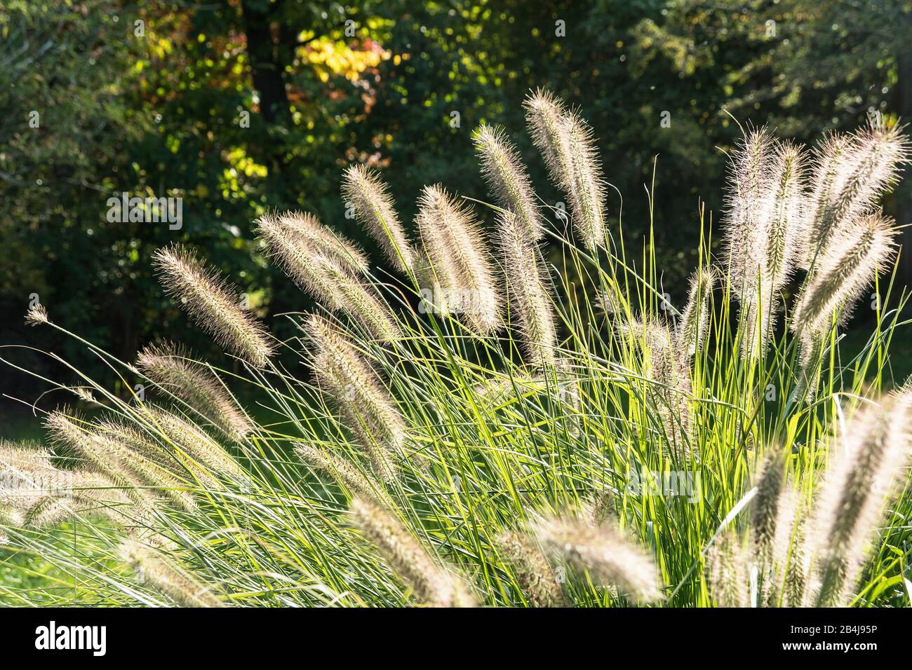 Fischland, Darß, Garten, Strauch, Ziergras, Miscanthus sinensis