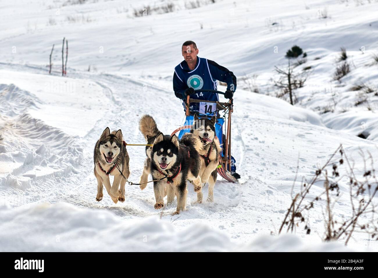 Tusnad, RUMÄNIEN - 02. Februar 2019: Unidentifizierter Mann, der mit Hunden am Free Dog Sledge Racing Contest teilnimmt.Sportsfrau Musher betreibt Hundeschlitten auf A. Stockfoto