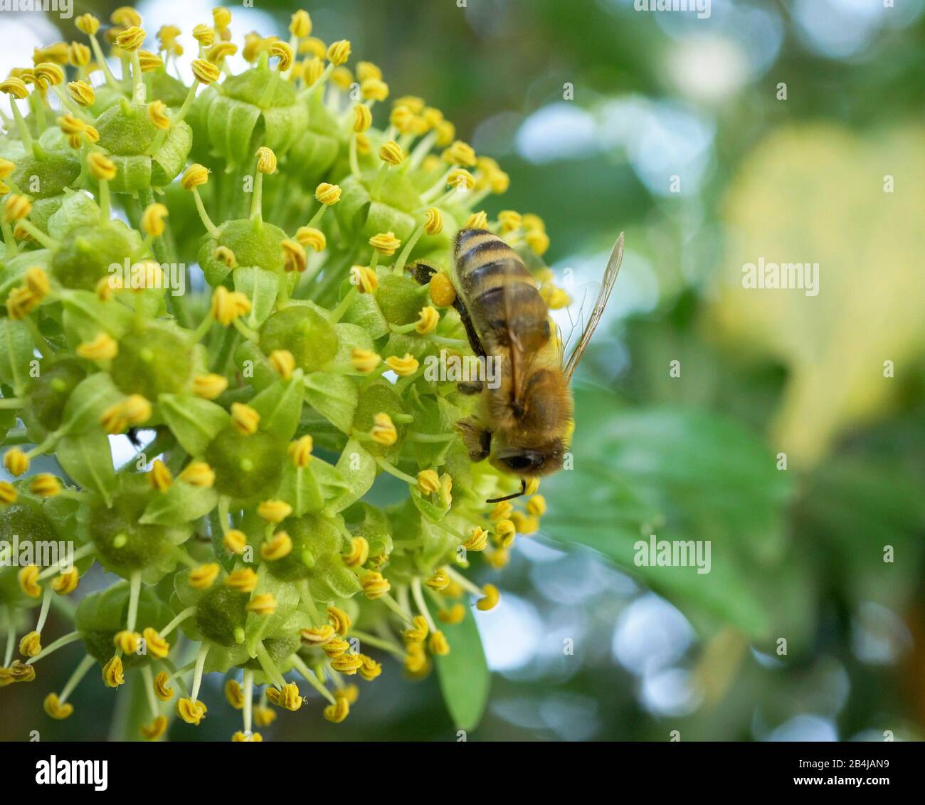 Biene sucht Nektar an einem blhenden Efeu (Hedera helix) im Sptsommer,  Bayern, Deutschland, Europa Stockfotografie - Alamy