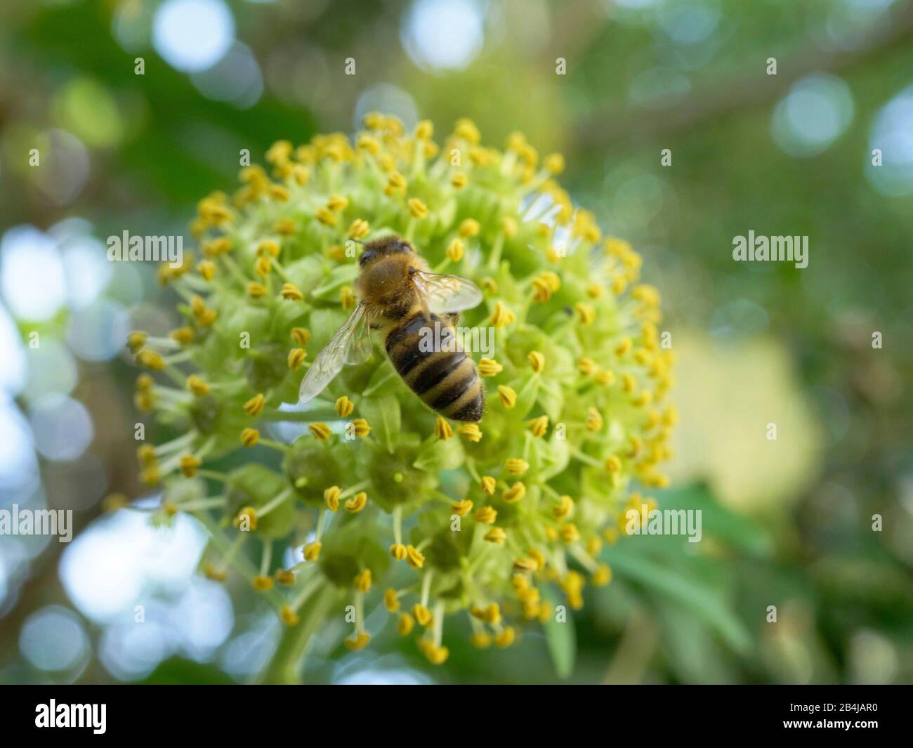 Biene sucht Nektar an einem blühenden Efeu (Hedera helix) im Spätsommer, Bayern, Deutschland, Europa Stockfoto