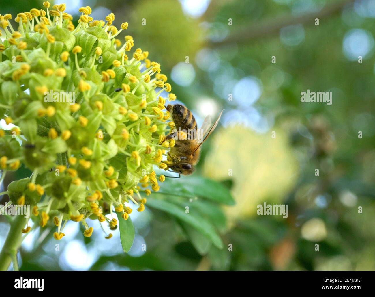 Biene sucht Nektar an einem blühenden Efeu (Hedera helix) im Spätsommer, Bayern, Deutschland, Europa Stockfoto