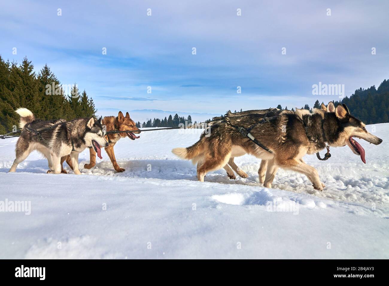 Sibirische Husky-Hunde im Freien, Porträt eines Husky-Hundes, der am Hundeschlitten-Rennwettbewerb teilnimmt Stockfoto
