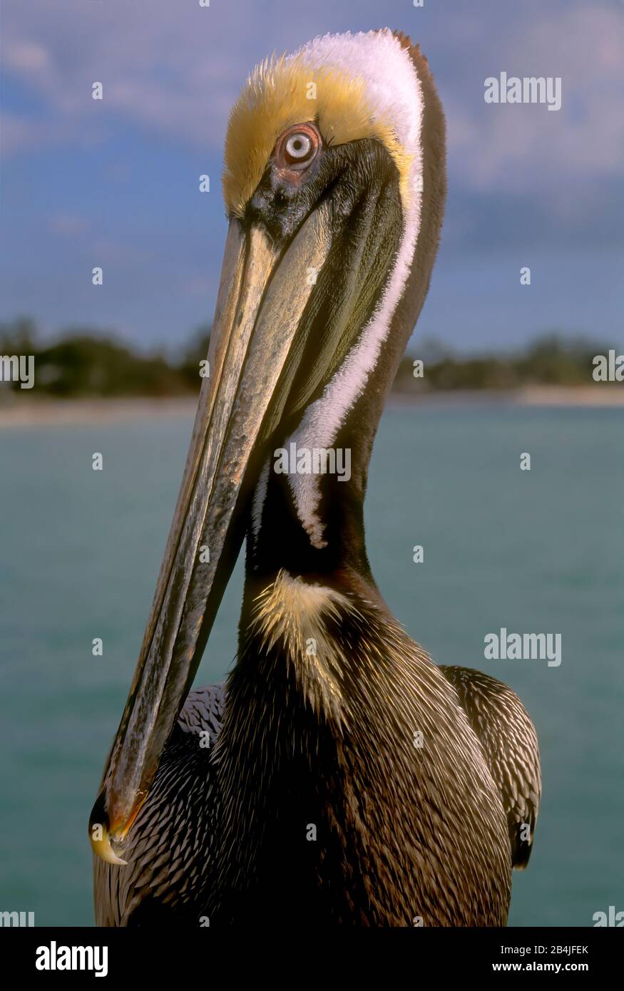 Pelikan (Pelecanus Occidentalis) Stockfoto