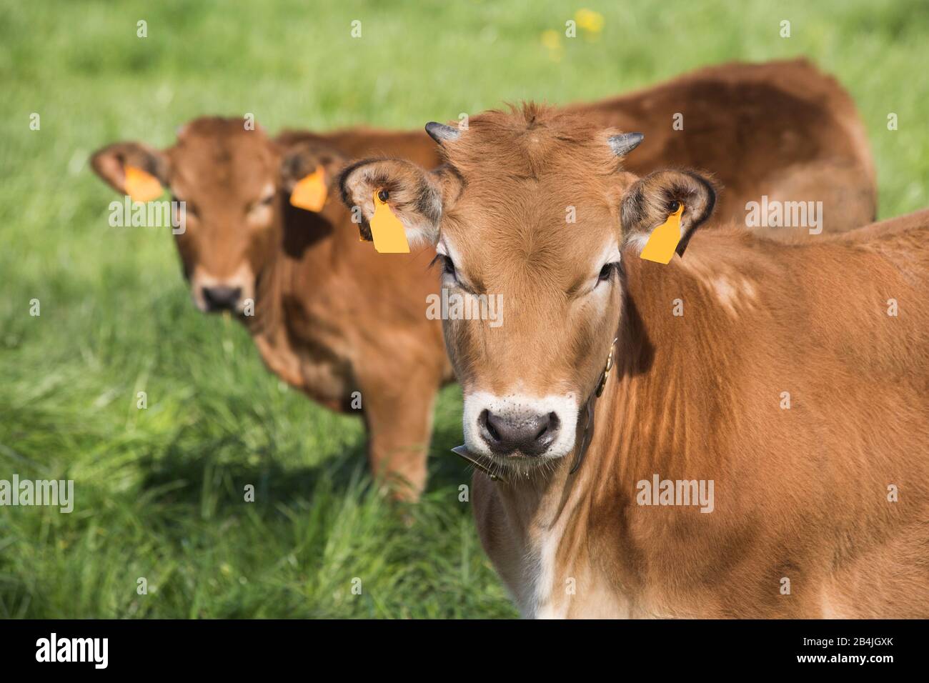 2 kleine Kühe mit Blick auf die Kamera auf einem grünen Feld. BOS primigenius taurus Stockfoto