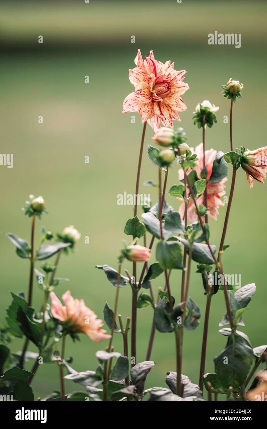 Zweifarbige blühende Dahlien, Nahaufnahme, Dahlien Stockfoto