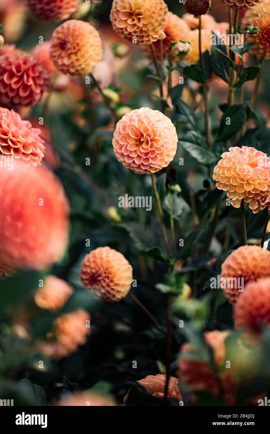 Orange blühende Dahlien, Nahaufnahme, Dahlien Stockfoto