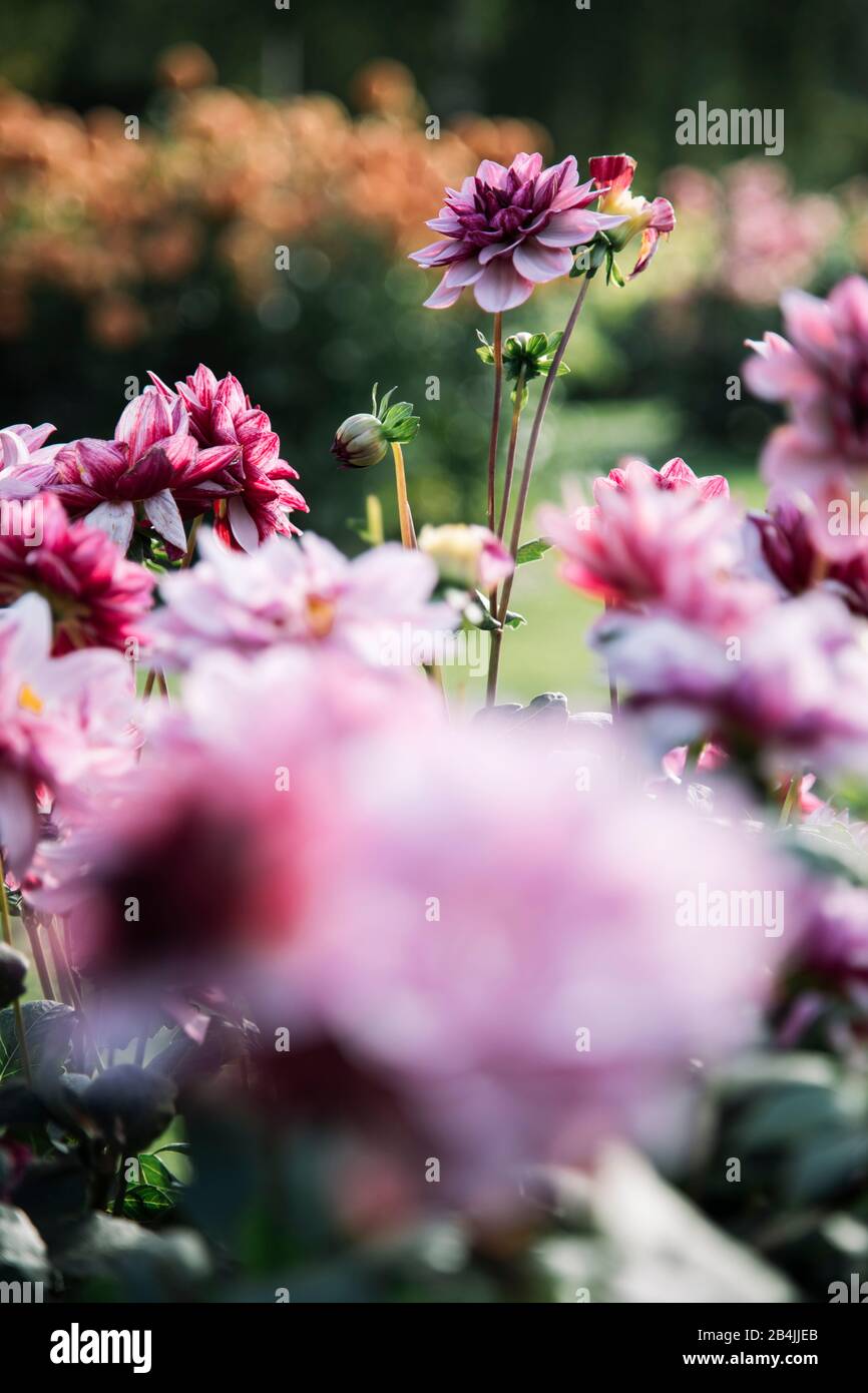 Rosa blühende Dahlien, Nahaufnahme, Dahlien Stockfoto