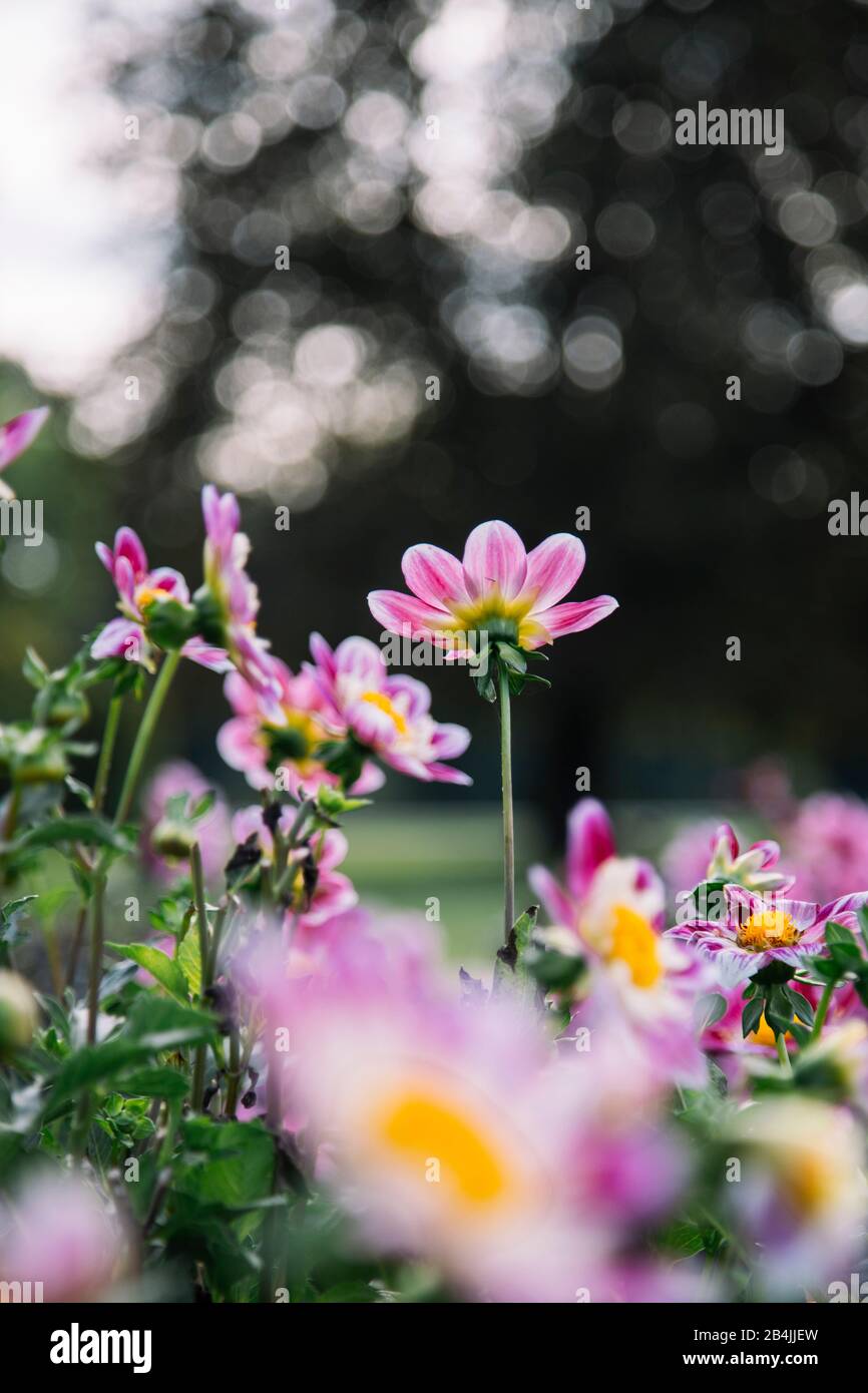 Rosa blühende Dahlien auf Blumenwiese, Dahlien Stockfoto