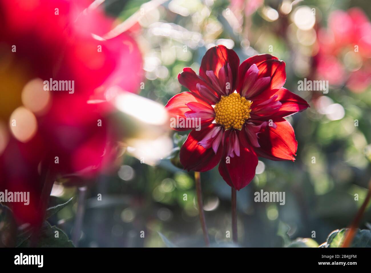 Zweifarbige rote Dahlien im Blumenbeet, Dahlia Stockfoto