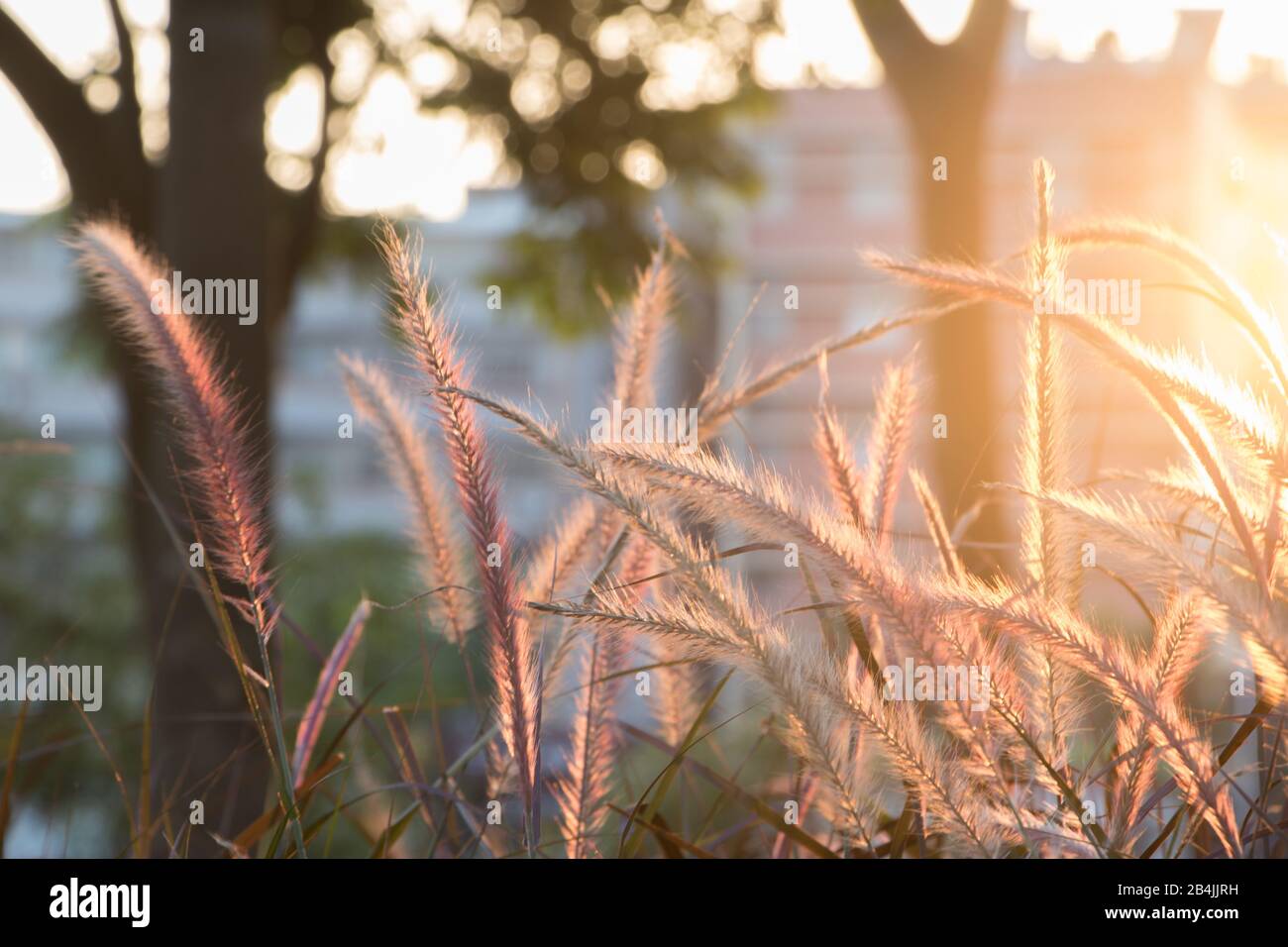 Foxtail, Setaria Viridis. Setaria Viridis im Park in der Dämmerung. Stockfoto