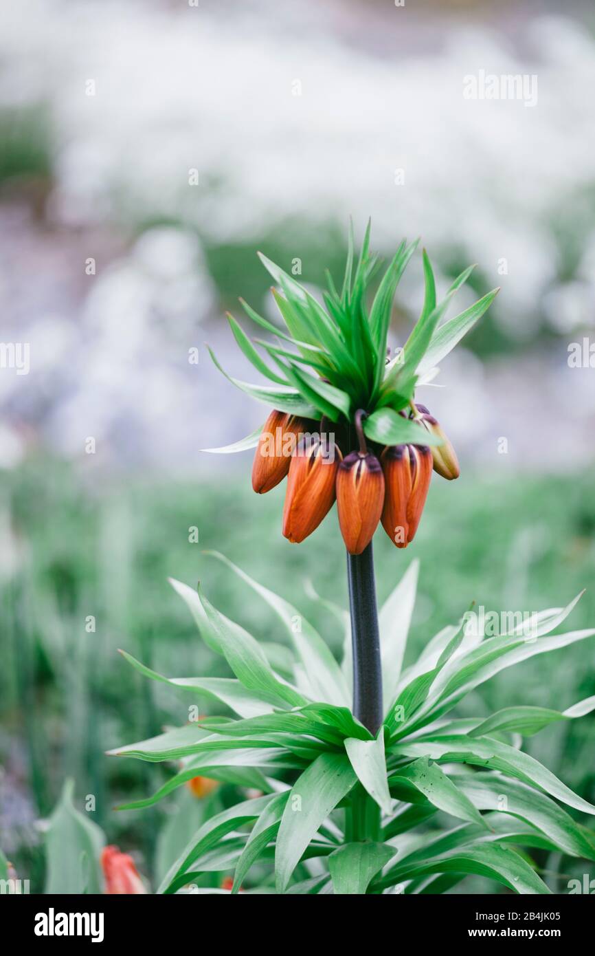Knospen der Kaiserkrone, Fritillaria Imperialis Stockfoto