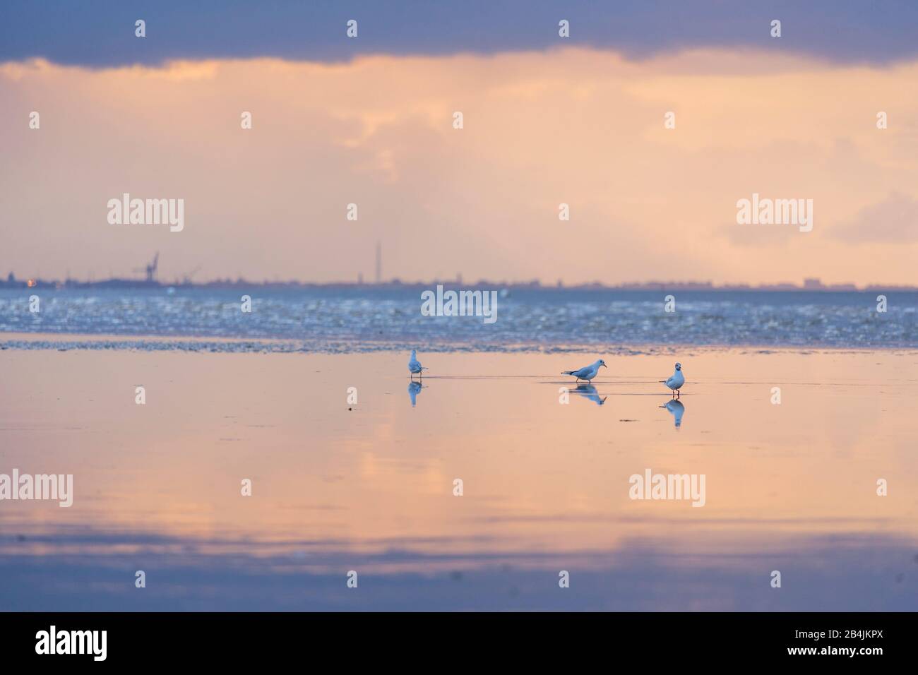 Europa, Deutschland, Niedersachsen, Otterndorf. Drei Lachmöwen (Chroicocephalus ridibundus) im Watt, in dem sich das Abendlicht spiegelt. Im Hintergru Stockfoto