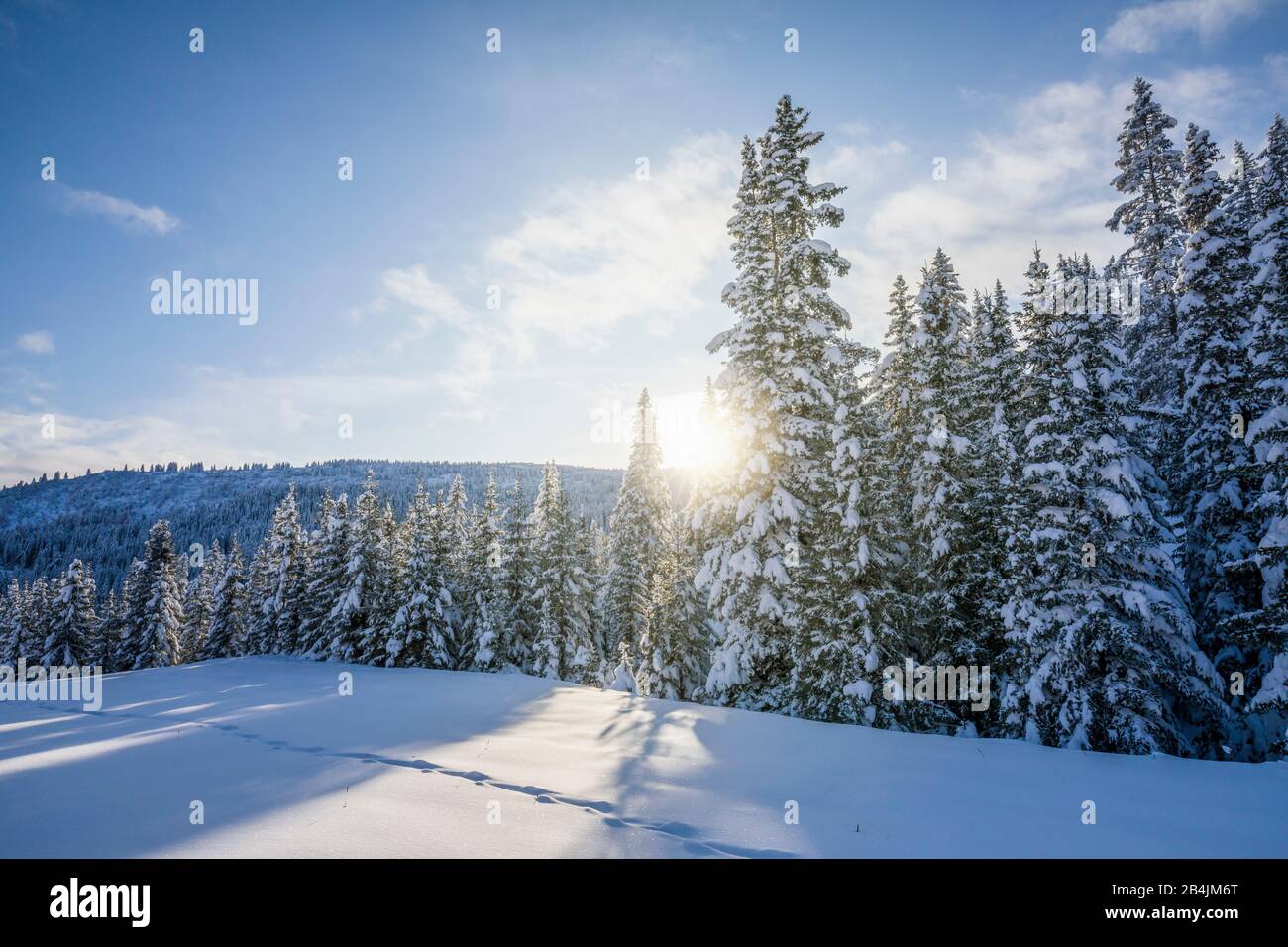 Nadelwald, Sonnenlicht filtert durch die schneebedeckten Bäume, Livinallongo del Col di Lana, Belluno, Venetien, Italien Stockfoto