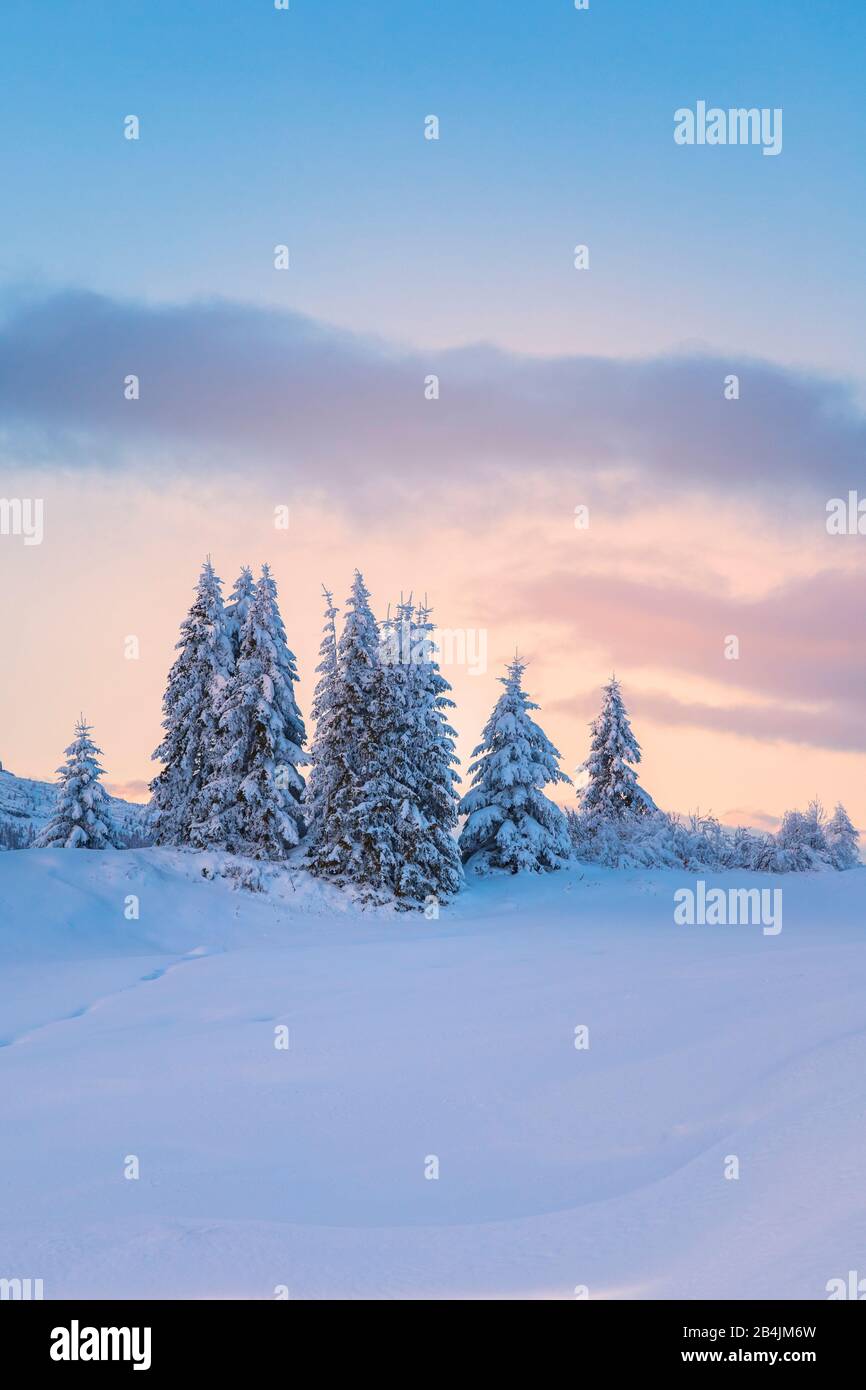 Schneebedeckte Tannen in der Dämmerung, Hochebene von Pralongia-€, Corvara in Badia, Badia Tal, Südtirol, Italien, Europa Stockfoto