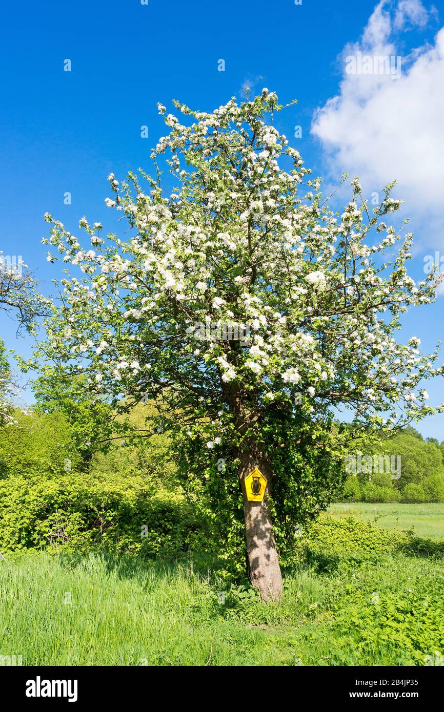 Rügen, blühender Obstbaum im Frühling, Naturschutzgebiet, Schild Stockfoto