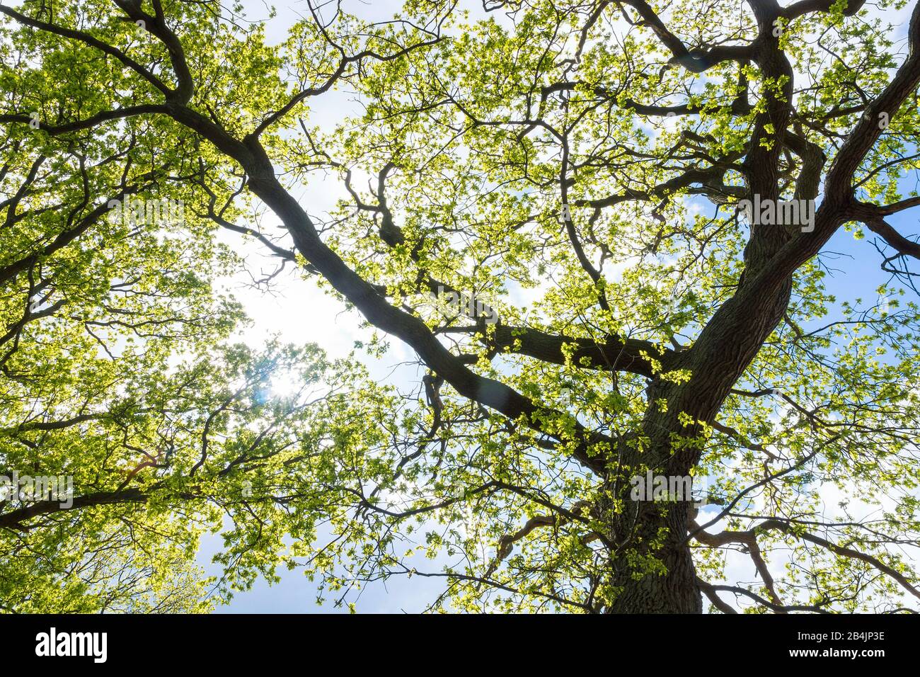 Rügen, Biosphärenreservat Südost-Rügen, Eiche im Gegenlicht Stockfoto