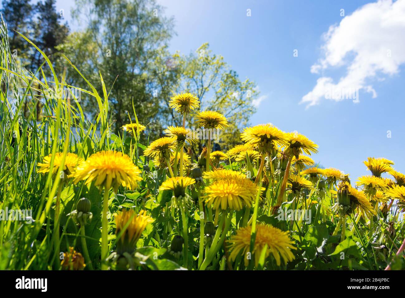 Rügen, Biosphärenreservat Südost-Rügen, Wald, blühender Löwenzahn, Taraxacum Stockfoto