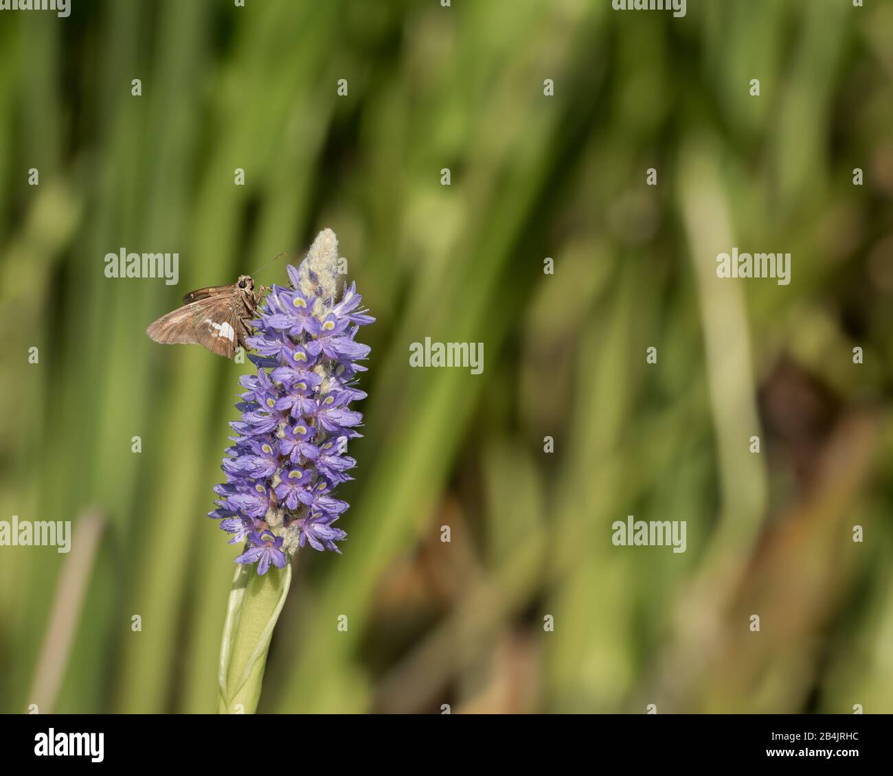 Bild der violetten Coneblower mit Silberfarbener Schmetterlingsfütterung auf dem Hintergrund verschwommener grüner Blätter. Stockfoto