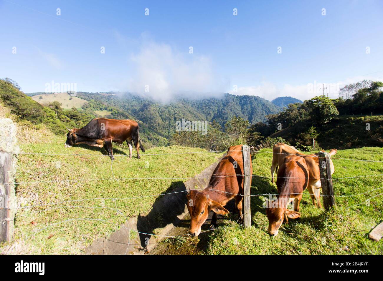 Kühe weiden auf Gras hoch in den Bergen in Costa Rica. Stockfoto