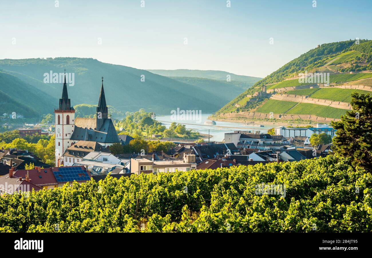 Bingen am Rhein, von Burg Klopp vom gleichnamigen Kloppberg aus gesehen, umgeben von Weinbergen, reine Rheinromantik, Teil des "UNESCO-Welterbes Oberes Mitelrheintal", Stockfoto