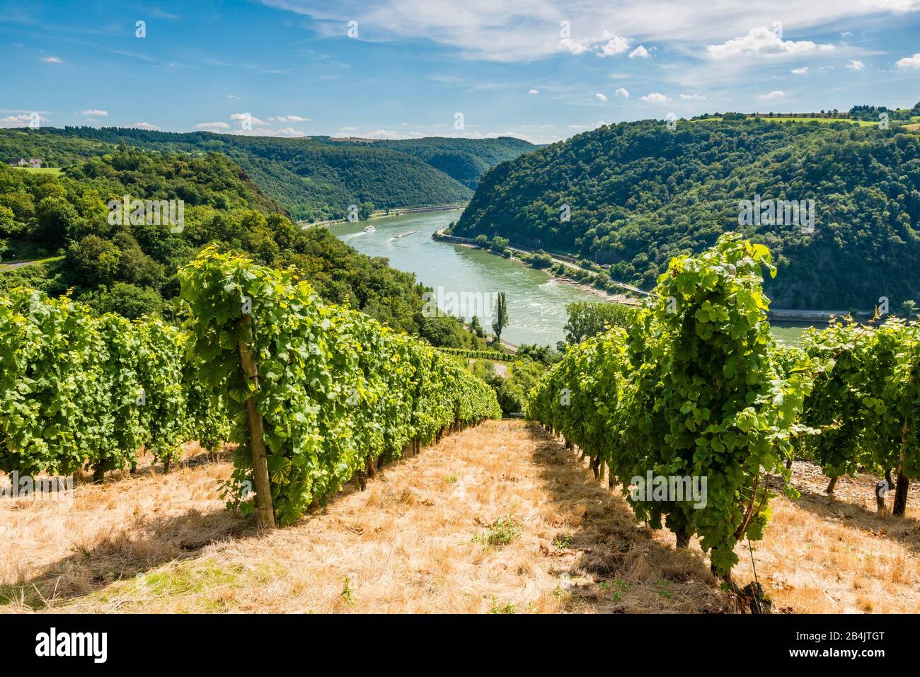 Weinberge südlich der Loreley, auf dem Rheinsteig-Weg nach Spitznack, UNESCO-Welterbe Oberes Mittelrheintal, Stockfoto