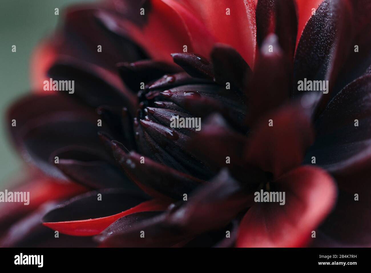 Blühende Dahlien, Details Stockfoto