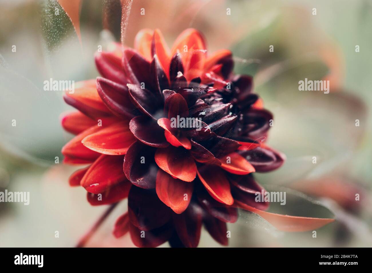 Blühende Dahlien, komponieren Stockfoto