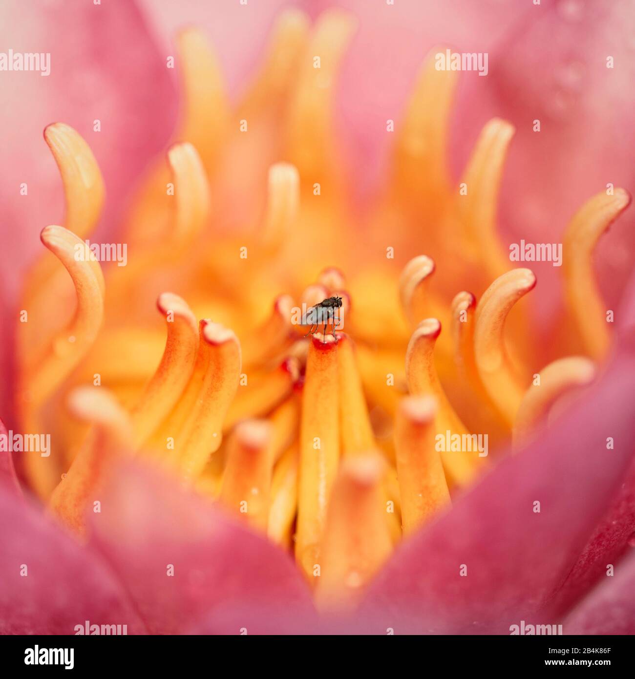 Kelch mit Fliege, Makro, Detail Stockfoto