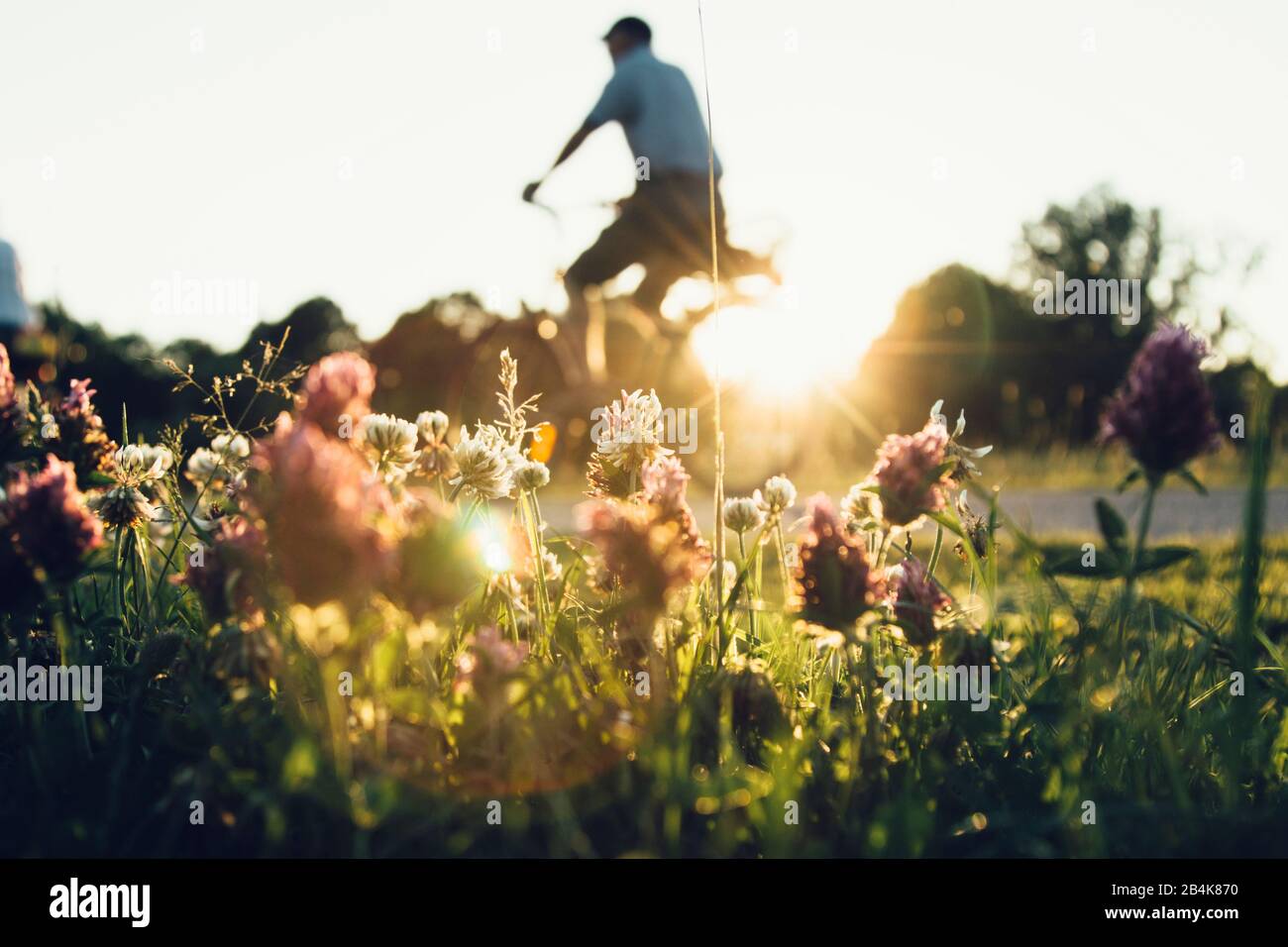 Radler vor Blumenwiese mit Kleeblattblumen im Rücklicht Stockfoto