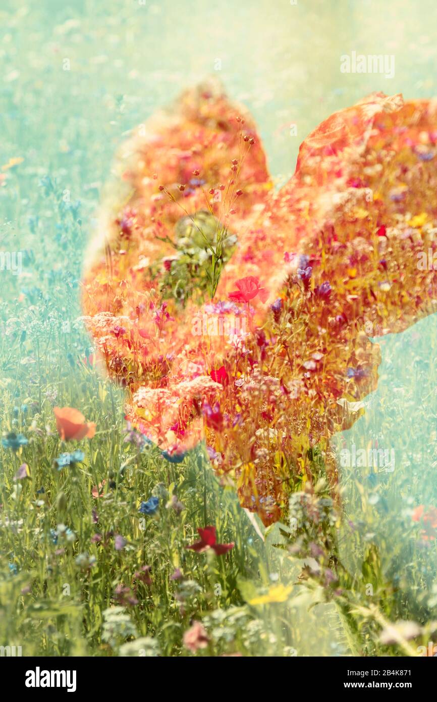 Blume, auf Blumenwiese, verfremdet, Naturkunst Stockfoto