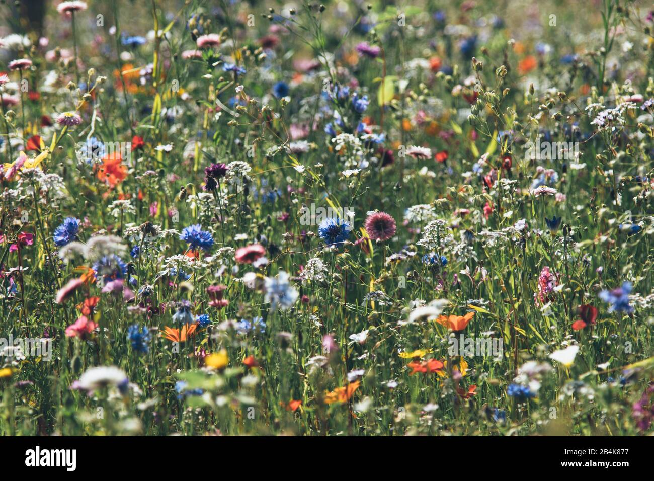 Blumenwiese im Sommer Stockfoto