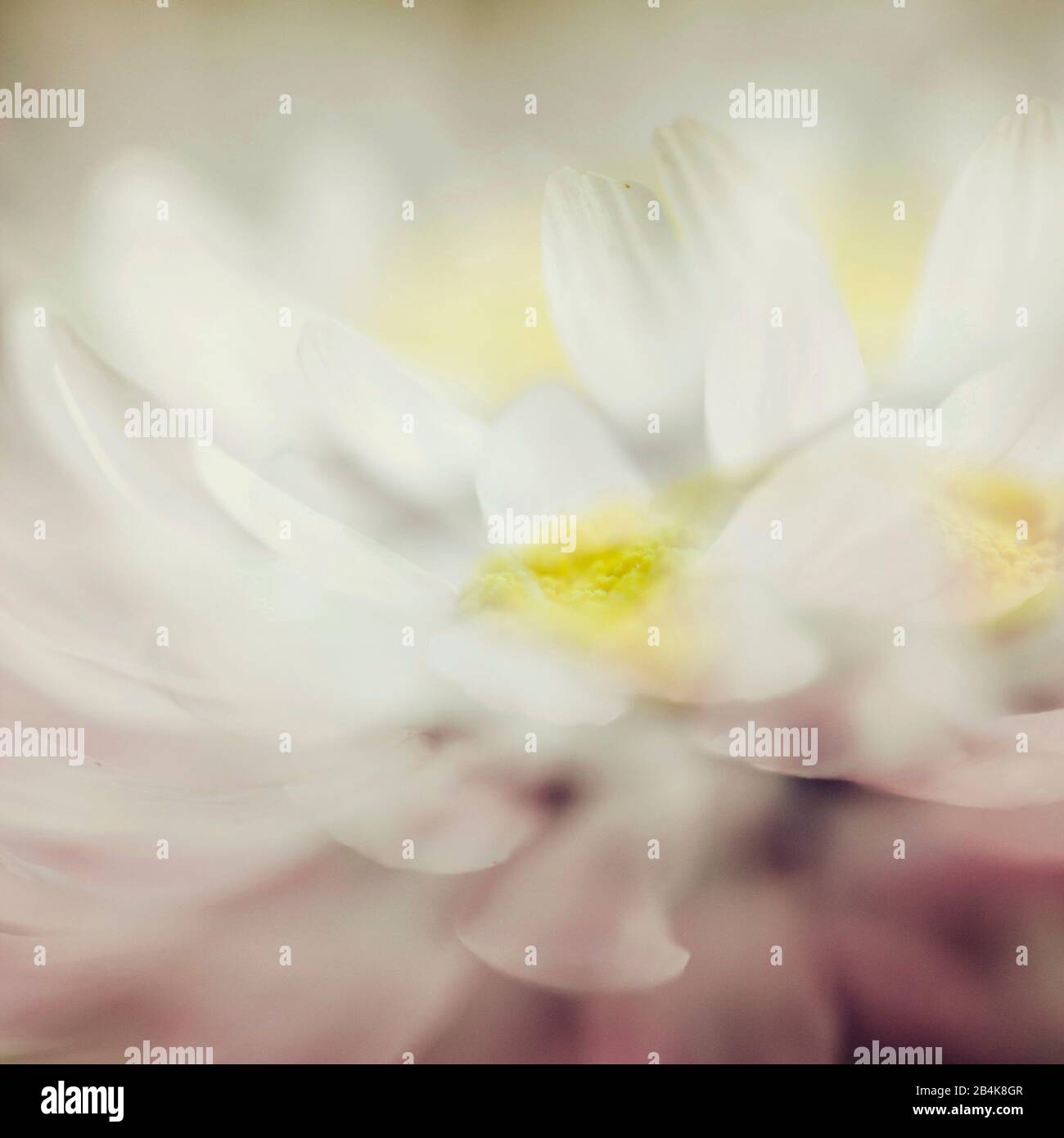 Weiße Blumen, verfremdet, Mehrfachbelichtung Stockfoto