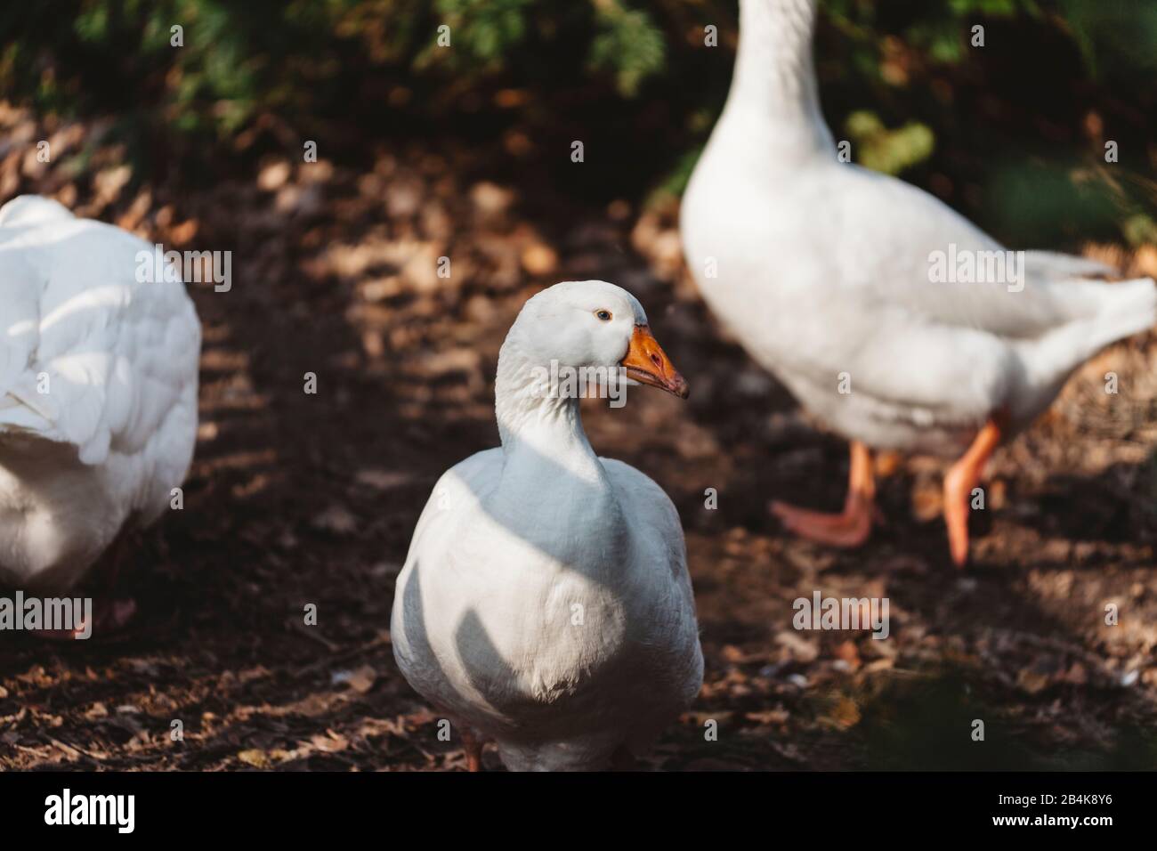 Weißgänse im Freien, Hausgans, Anser Anser Stockfoto