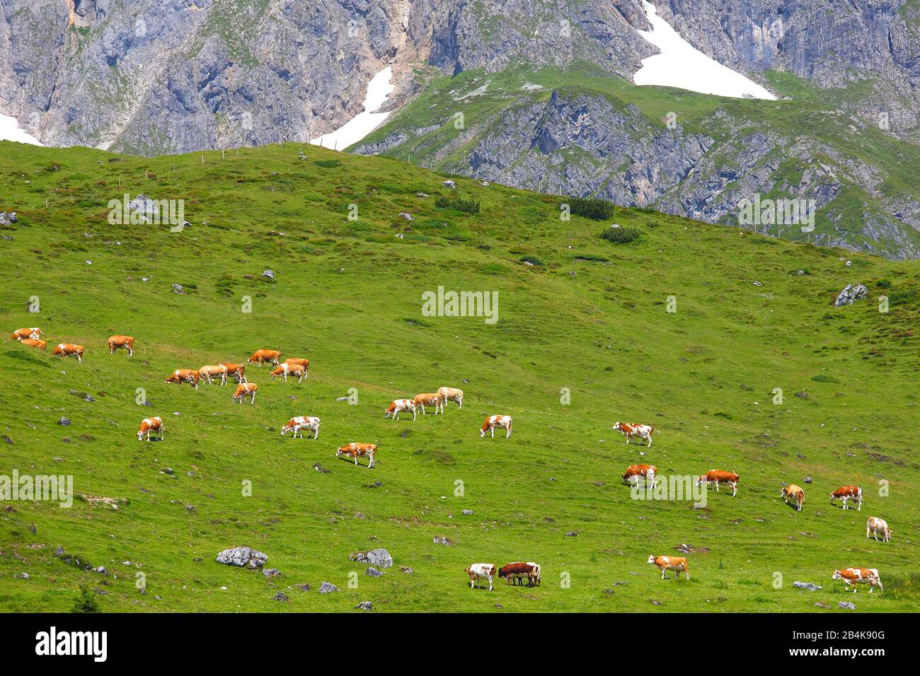 Milchkühe und zwei Jungtiere, die auf der alp im Landschaftsformat grasen, Stockfoto
