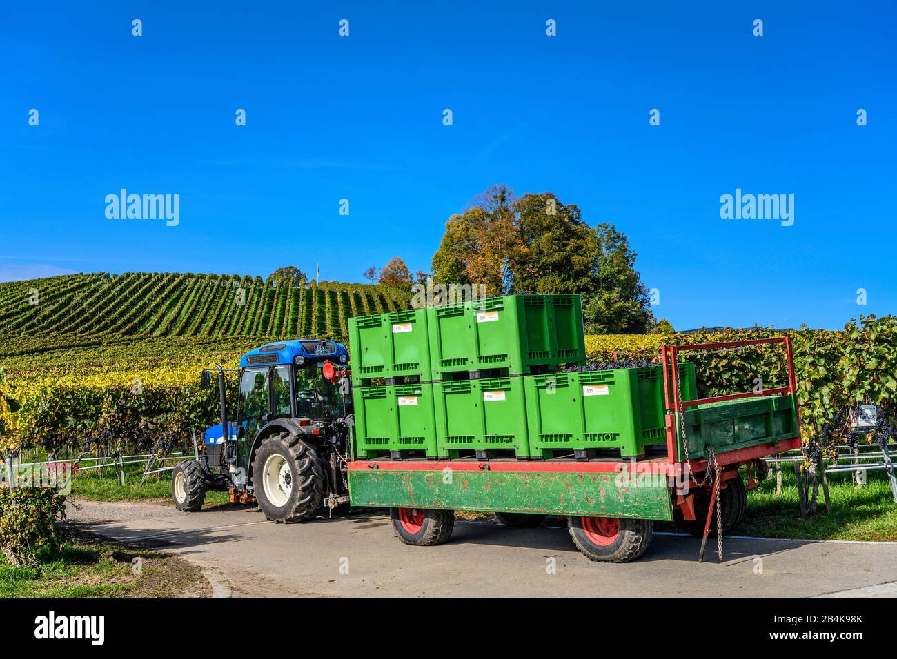 Deutschland, Baden-Württemberg, Bodensee, Immenstaad am Bodensee, Weinlese am Hohberg Stockfoto