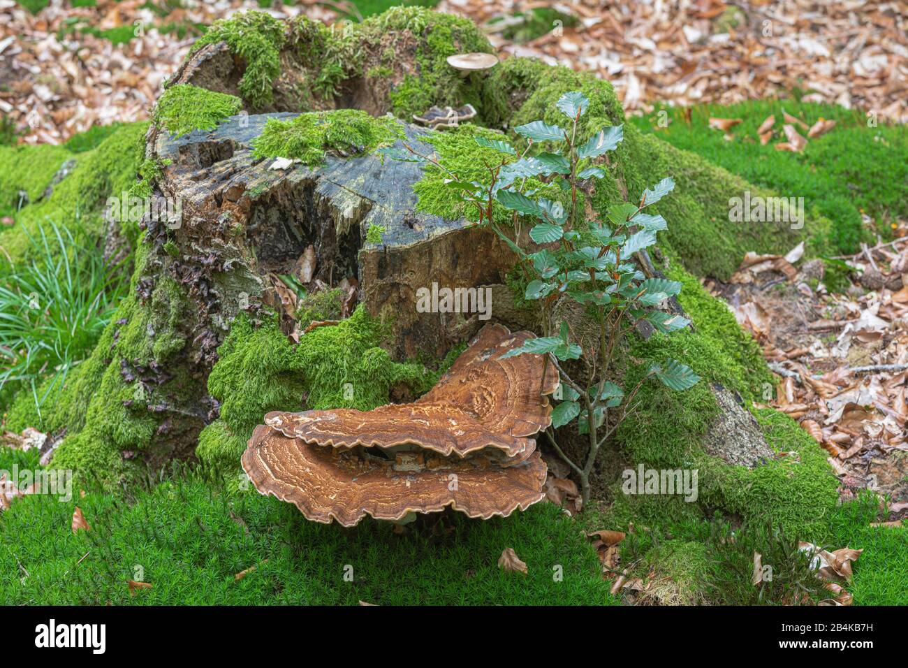 Riesenporling auf Waldboden, Emsland, Naturschutzgebiet Biener Busch Stockfoto