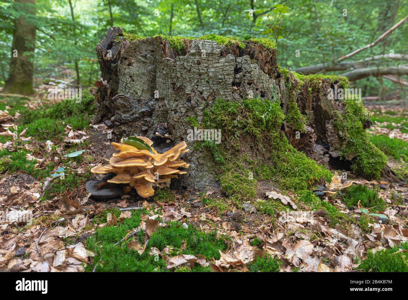Riesenporling auf Waldboden, Emsland, Naturschutzgebiet Biener Busch Stockfoto